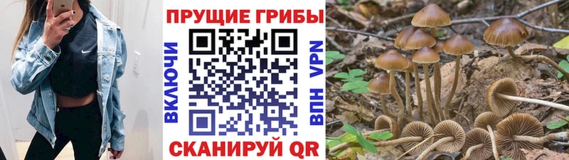 Псилоцибиновые грибы GOLDEN TEACHER  как найти закладки  Суворов 